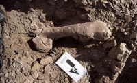 Southernmost fossil remains in the Americas found in Chile