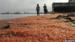 Wave of prawn deaths baffles Chile city of Coronel