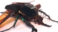 The Pentagon's growing interest in the brain for everything from mind-controlled vehicles to advanced prosthetics. 